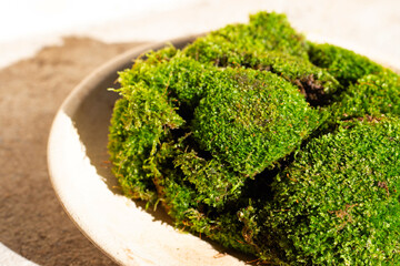 Fresh green moss for planting