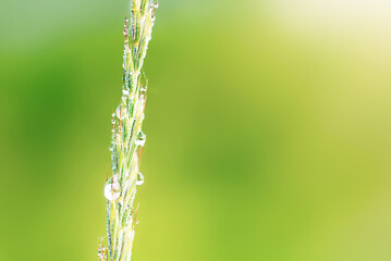 grass close-up with small dew drops on a green background