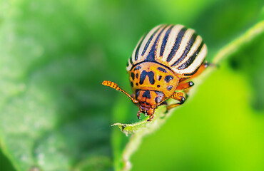 Colorado potato beetle sitting on a potato leaf close-up photo