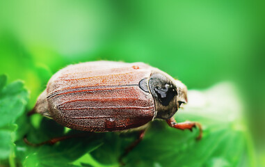 European beetle on a green leaf with droplets macro photo