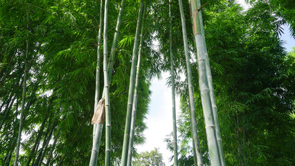 A group of tall, straight bamboos, naturally beautiful under the blue sky with white clouds.