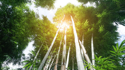Naturally beautiful tall straight bamboo clusters under a blue sky with white clouds with golden sunlight shining brightly.