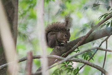 Floresta Animals Forest esquilo squirrel