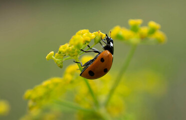 Dotted red ladybug on a flower. High quality photo. Selective fo