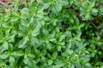 Fototapeta na wymiar Fresh green leaves of stevia plant.