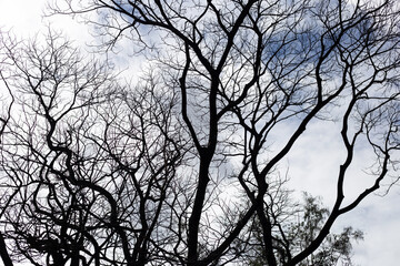 Dead branches tree silhouette with blue sky and cloud