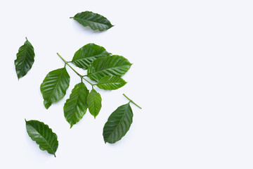 Fresh coffee leaves on white background.