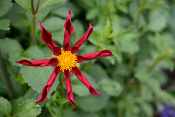 Red Star Dahlia Foliage background