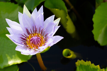Obraz premium Beautiful blooming purple lotus flower with leaves, Waterlily pond
