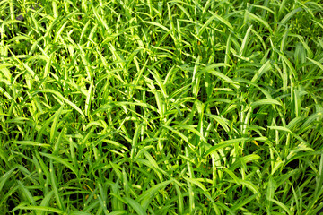 Water convolvulus in vegetable patch