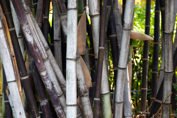 Phyllostachys nigra (Black Bamboo) in the garden