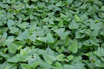 Green leaves of sweet potato plant