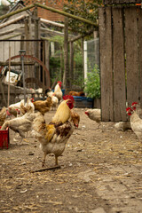 Chickens with cock on the farm  - obrazy, fototapety, plakaty