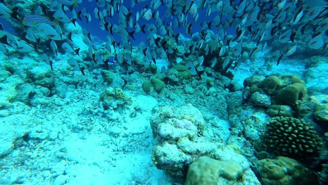 school of fish. underwater video. Waterproof photo, video equipment for travel