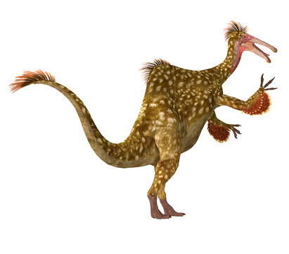 Cretaceous Deinocheirus Tail - Deinocheirus was a predatory theropod dinosaur that lived during the Cretaceous Period of Mongolia.