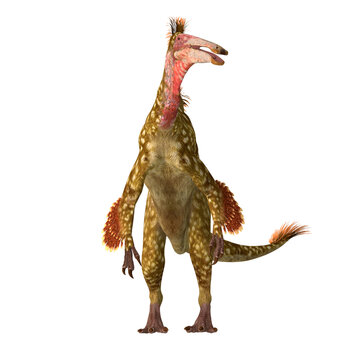 Deinocheirus Dinosaur on White - Deinocheirus was a predatory theropod dinosaur that lived during the Cretaceous Period of Mongolia.