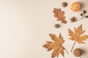 Autumn composition made of dry leaves, flowers, acorn, pine cone, anise star on beige background....