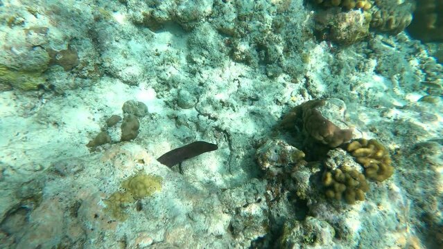 moray. coral reef. underwater video. Waterproof photo and video equipment.