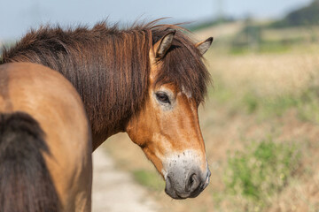Portrait of a beautiful icelandic horse gelding in front of a rural landscape at a sunny summer day...