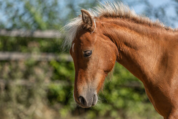 Naklejka na ściany i meble Head portrait of a cute chestnut shetland pony mare on a paddock in summer outdoors. A fence is seen in the background