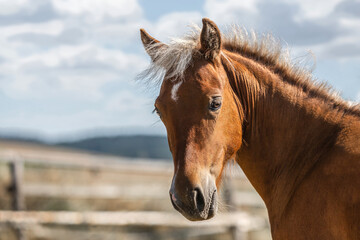 Head portrait of a cute chestnut shetland pony mare on a paddock in summer outdoors. A fence is...