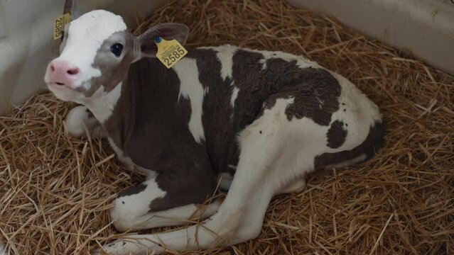 Small calf lying straw in vet facility close up. Cute cow relaxing in stall.