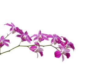 A twig of sweet Purple Thai orchid blossom on white isolated background with copy space 