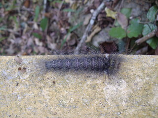 Lasiocampidae, große haarige Raupe, Ba Bể, Vietnam