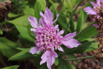 Rosalillo, en pleno verano en esplendor como en todas las épocas del año.