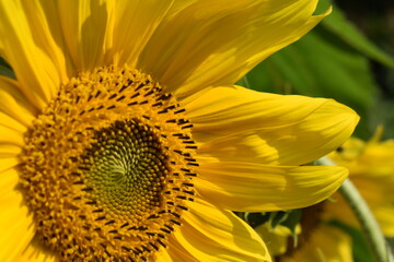 sunflower close up