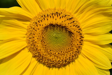 Fototapeta premium sunflower close up
