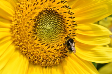 bee on sunflower