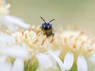 Wilde Masken-Biene auf einer winzigen Blüte vor freigestelltem Hintergrund - obrazy, fototapety, plakaty