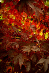 Czerwone liście jesienne
