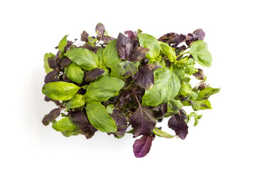 Plastic box with microgreen sprouts of purple and green basil isolated on white background. Top view.