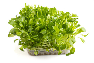 Plastic box with microgreen sprouts of green lettuce isolated on white background. Side view.