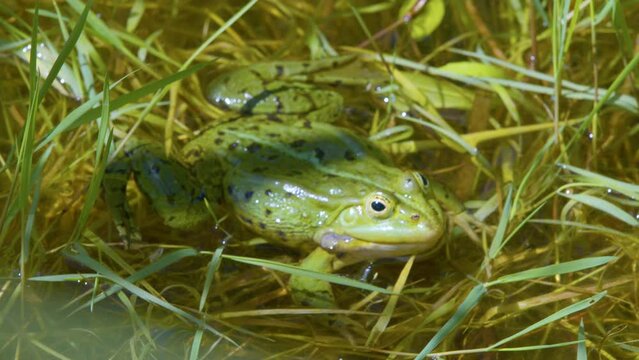 A green marsh frog croaks in a swamp.
The mating season in amphibians. Puff out cheeks.