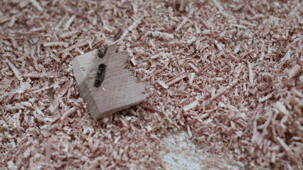 sawdust piled up on the floor
