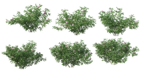 Shrubs and plant on a transparent background
