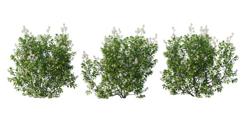 Shrubs and plant on a transparent background
