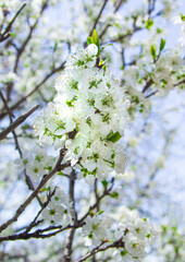 flower macro 