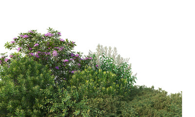 Shrubs and flower on a transparent background
