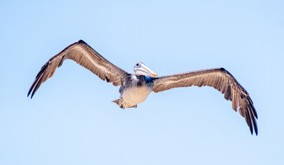 A brown pelican (close up) gliding over the ocean waves