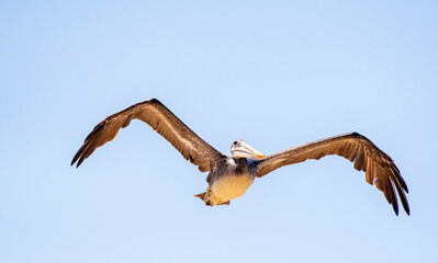 A brown pelican (close up) gliding over the ocean waves