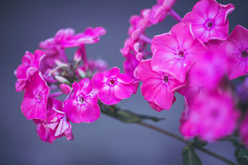 Obraz premium Celle, 15.08.22