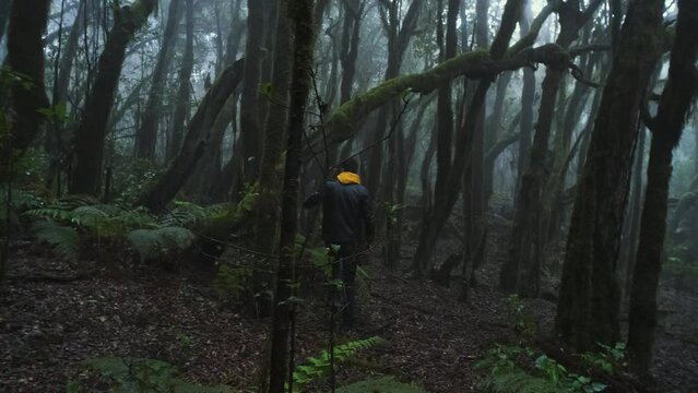Man walk in rainforests on the Canarian island of La Gomera. Primeval forest with very rare prehistoric plants. Go everywhere