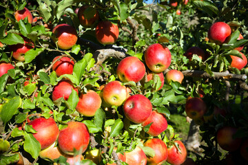 Obraz premium Gala Apple Tree Orchard Okanagan Valley
