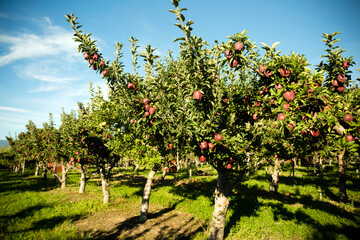 Fototapeta na wymiar Red Delicious Apple Tree Okanagan Valley