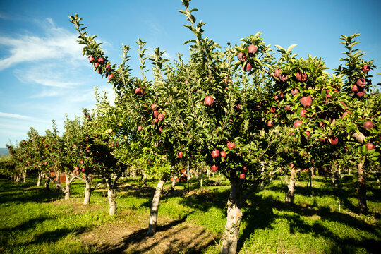 Red Delicious Apple Tree Okanagan Valley