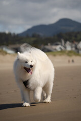 Fluffy white dog on a beach